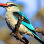 Birding Photography in Gishwati- Makura National Park.