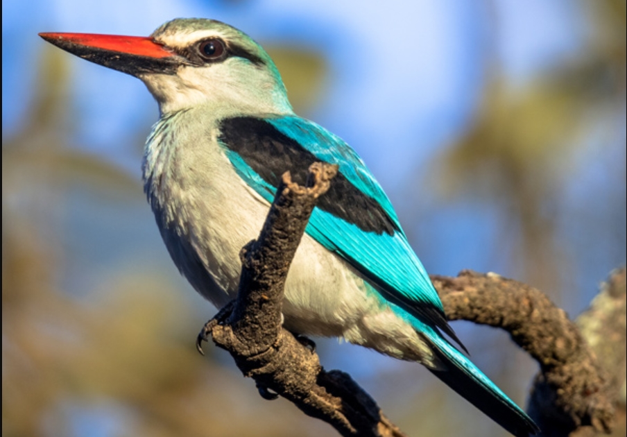 Birding Photography in Gishwati- Makura National Park.