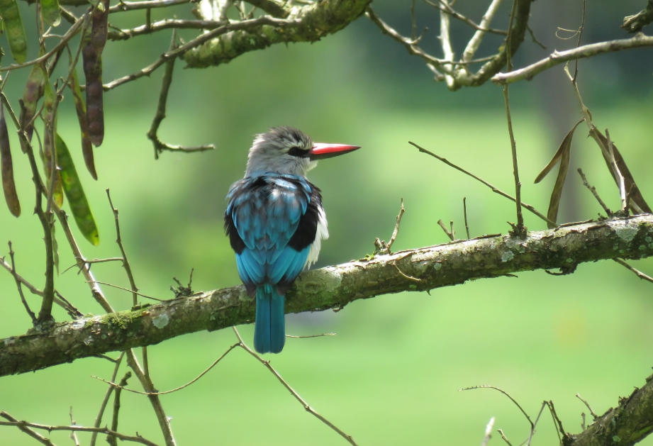 Birding in Gishwati- Makura National Park.