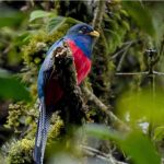 Birds Found in Gishwati- Mukura National Park.