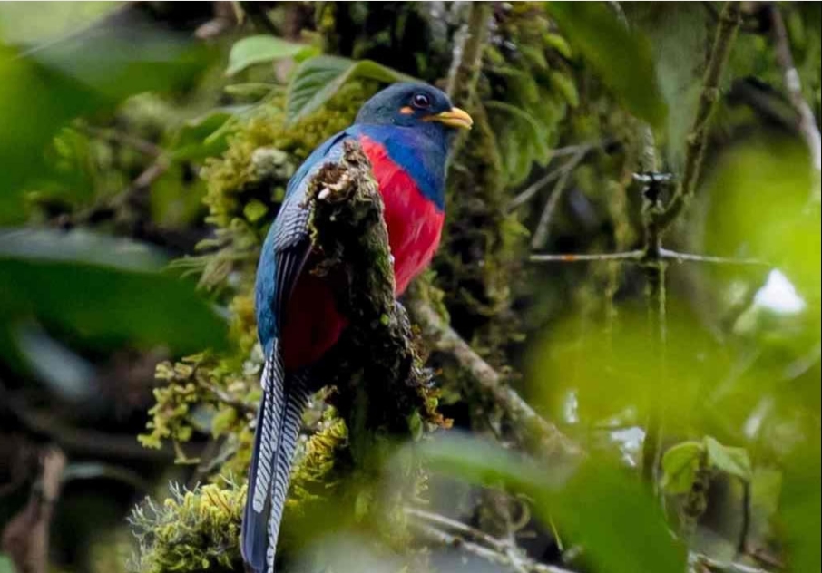 Birds Found in Gishwati- Mukura National Park.