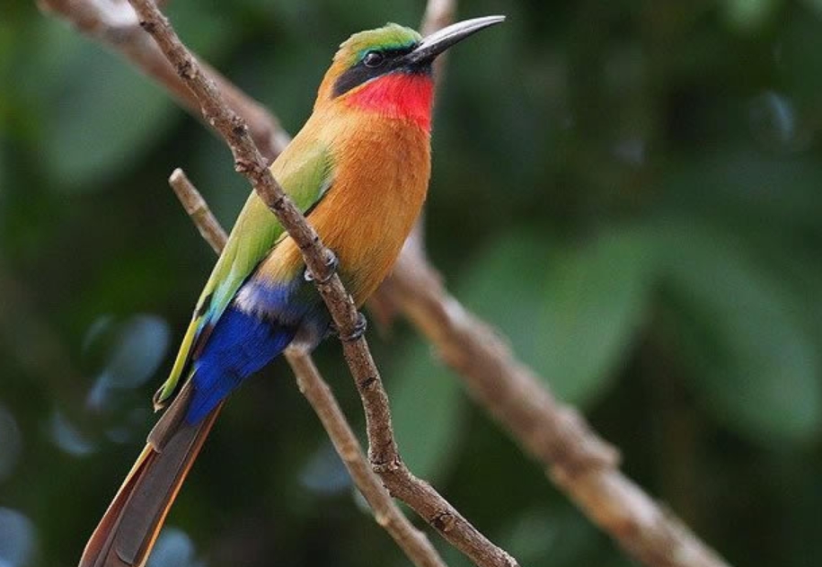 Birds in Gishwati- Mukura National Park.