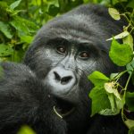 Bwindi Gorilla Trekking and Sport Fishing Safari in Uganda