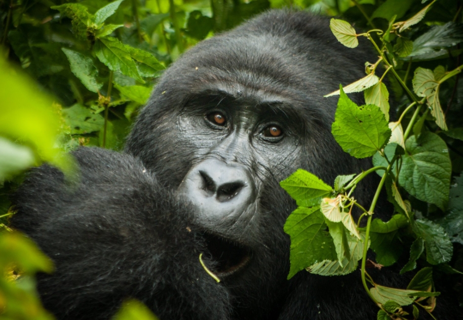 Bwindi Gorilla Trekking and Sport Fishing Safari in Uganda
