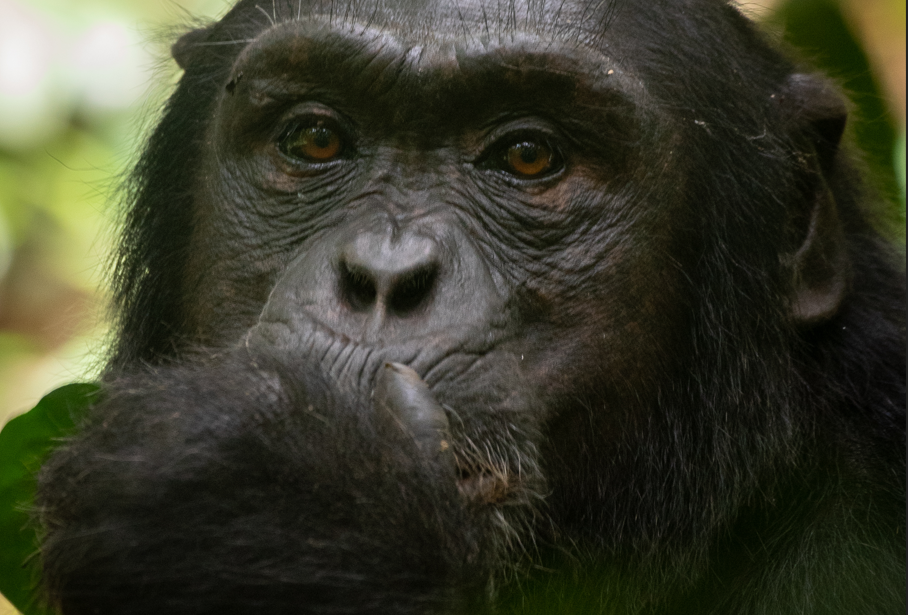Chimpanzees in Semuliki National Park