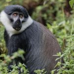 Factors that Determine How Long to Stay in Semuliki National Park