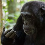 Is Semuliki National Park Worth Visiting
