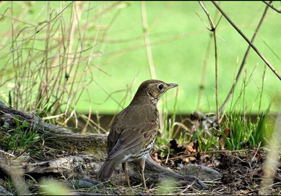 List of Birds in Gishwati- Mukura National Park.