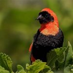 Major Bird Species in Gishwati- Mukura National Park.