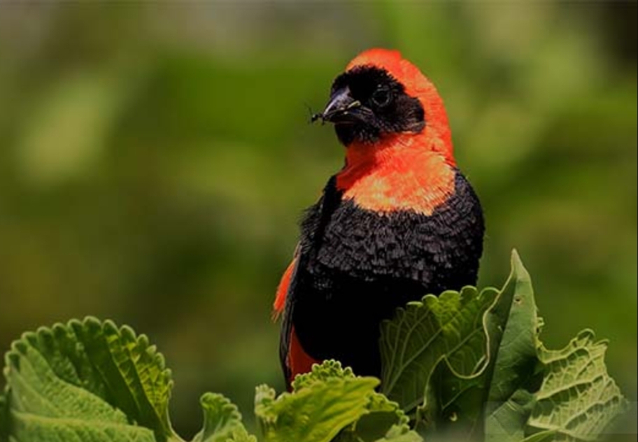 Major Bird Species in Gishwati- Mukura National Park.