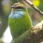 Major Birds in Gishwati- Mukura National Park.