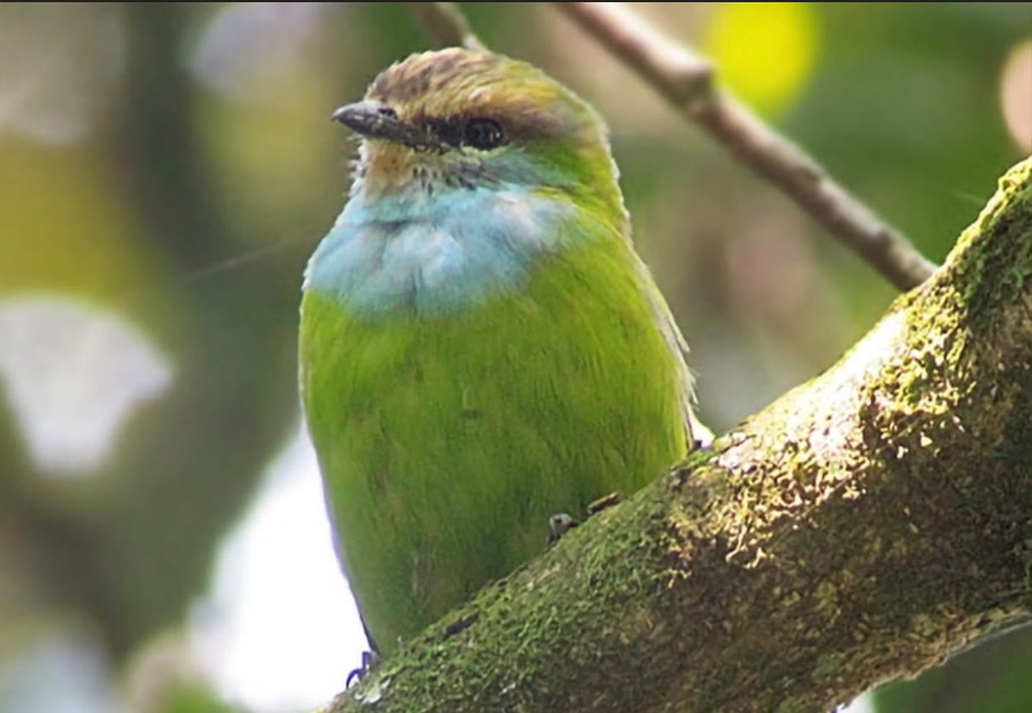 Major Birds in Gishwati- Mukura National Park.