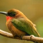 Most Sought-After Bird Species in Gishwati- Mukura National Park.