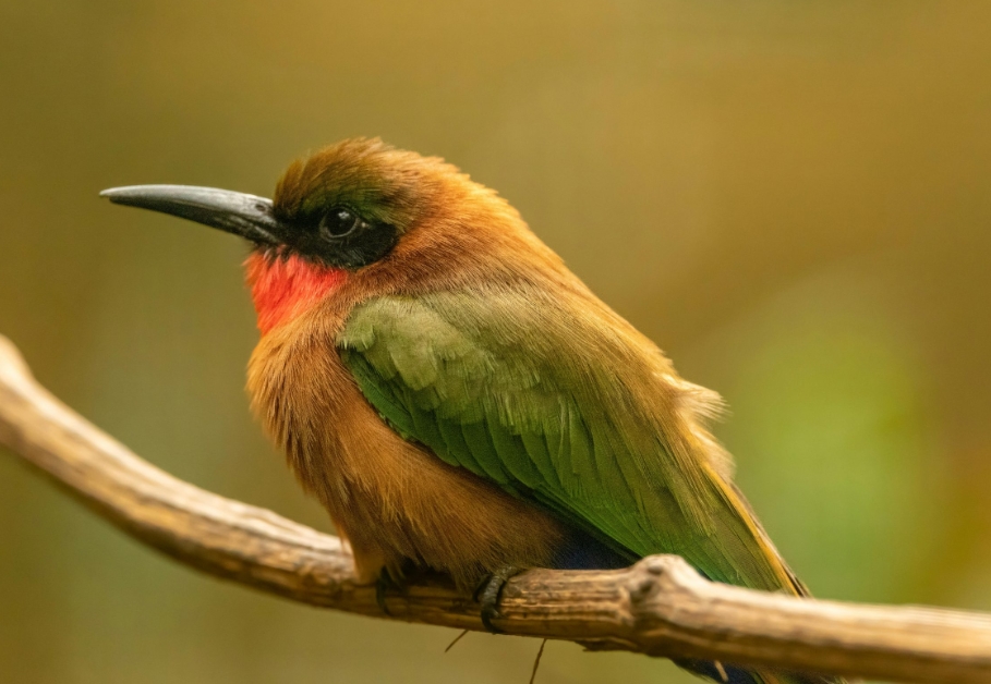 Most Sought-After Bird Species in Gishwati- Mukura National Park.