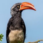 Most Sought- After Birds in Gishwati- Mukura National Park