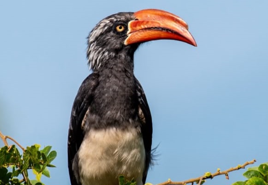 Most Sought- After Birds in Gishwati- Mukura National Park