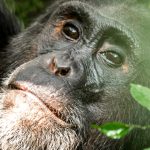 Photography Safaris in Kibale Forest National Park.