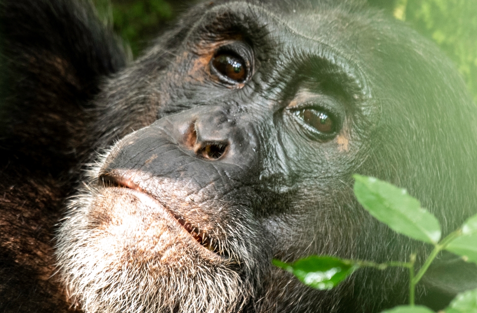 Photography Safaris in Kibale Forest National Park.