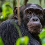 Top Activities to do in Gishwati- Mukura National Park.