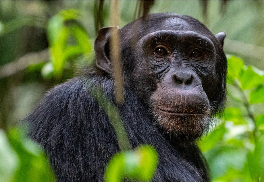Top Activities to do in Gishwati- Mukura National Park.