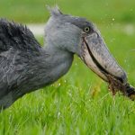 What is the Cost of Shoebill Tracking on Lake Albert in Semuliki National Park