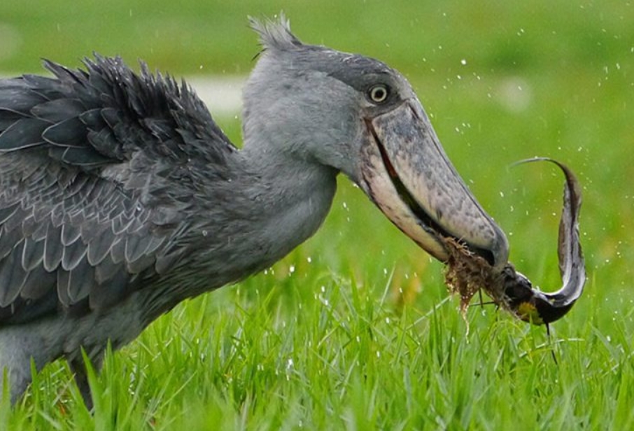 What is the Cost of Shoebill Tracking on Lake Albert in Semuliki National Park