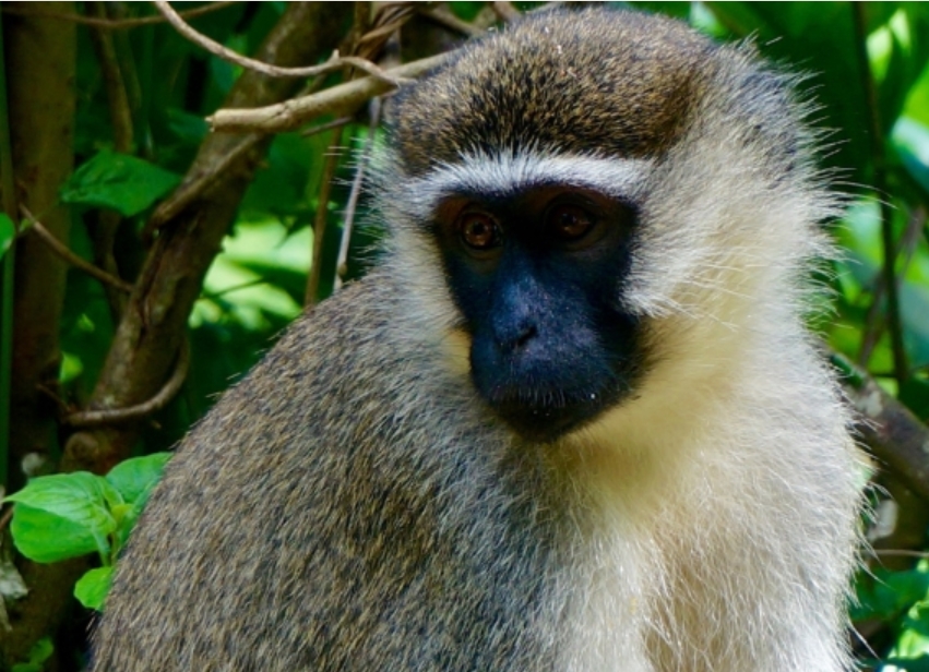 What to do in Semuliki National Park.