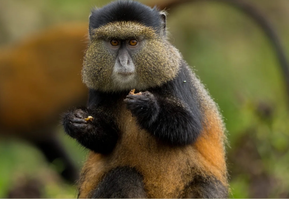 When to Visit Gishwati- Mukura National Park.
