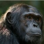Why Visit Gishwati- Mukura National Park.