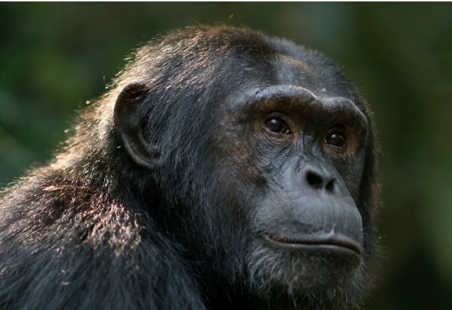 Why Visit Gishwati- Mukura National Park.