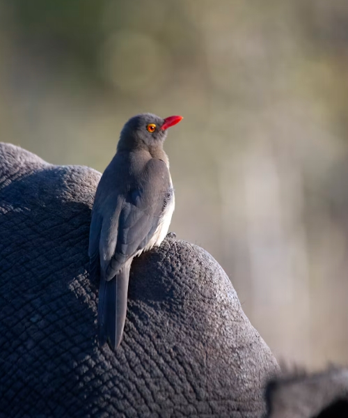 10 Day Kenya Birdwatching Tour