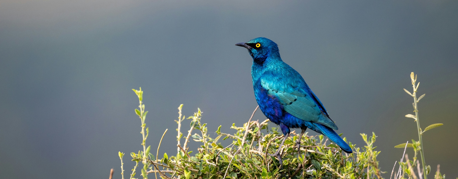 10 Day Kenya Birdwatching Tour