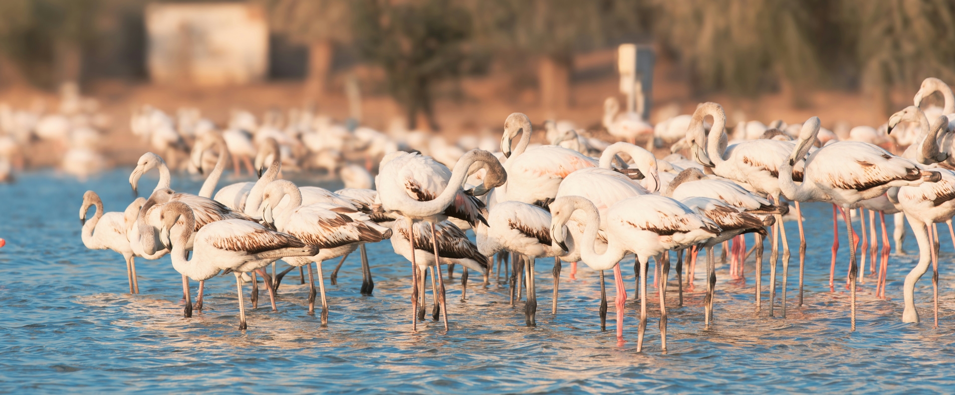 12-Day Kenya Birding Safari
