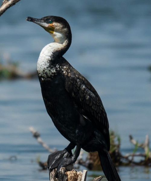 12-Day Kenya Birding Safari