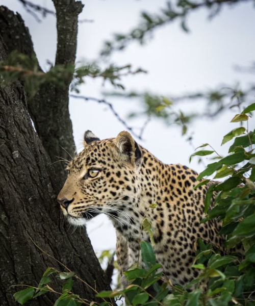 18-Day Budget Kenya Wildlife and Adventure Safari