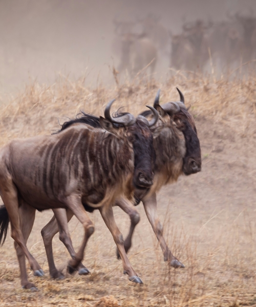 2-Day Masai Mara Adventure Safari