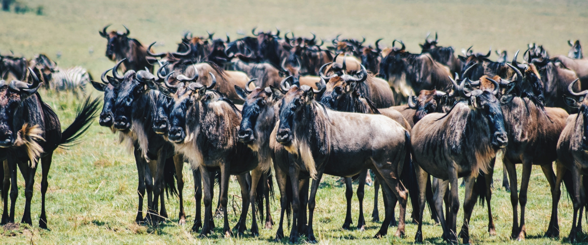 2-Day Masai Mara Adventure Safari