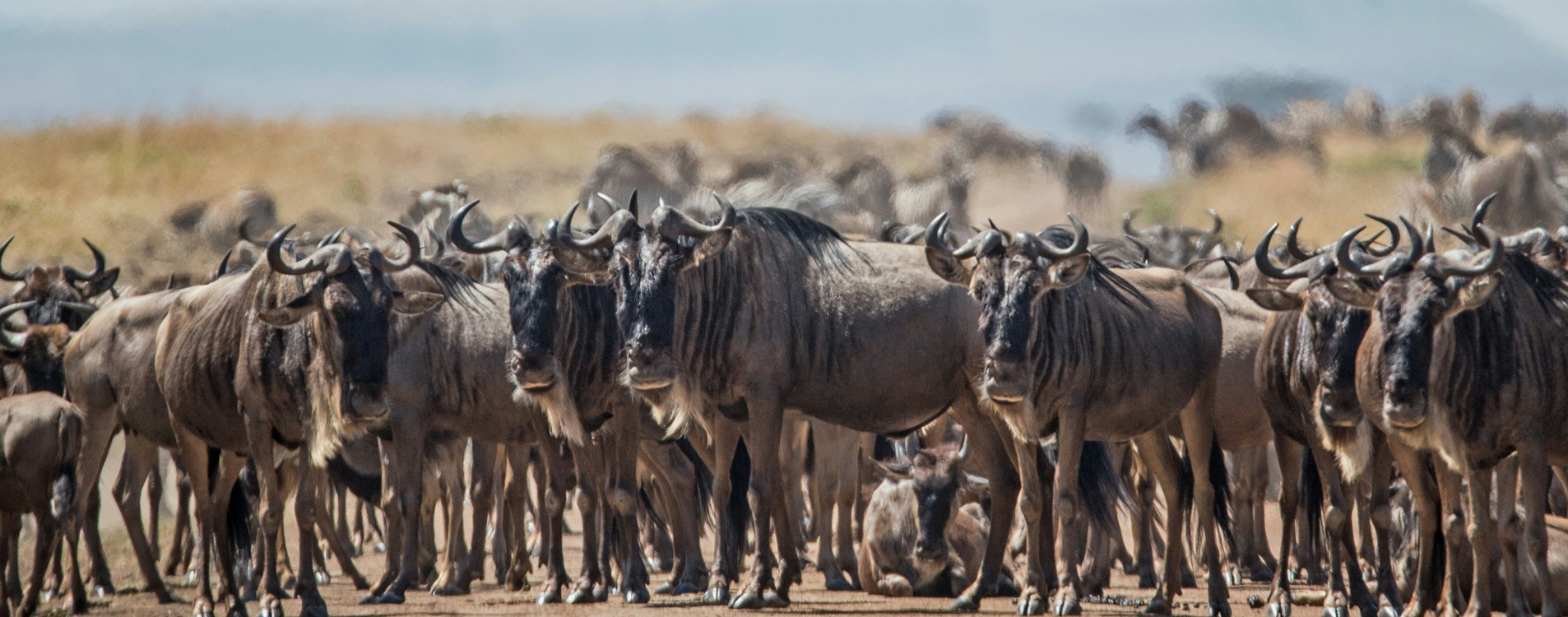 2-Day Serengeti Fly in Wildlife Tour