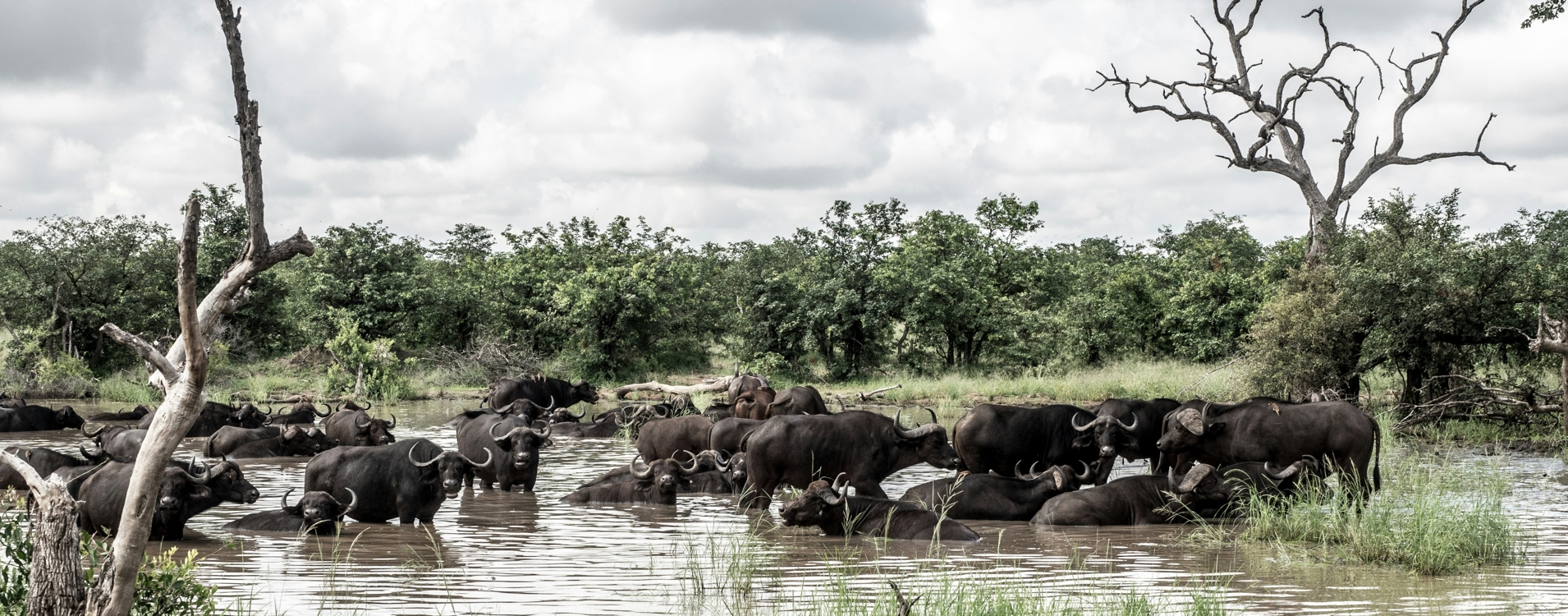 4 Day Amboseli and Tsavo Wildlife Safari