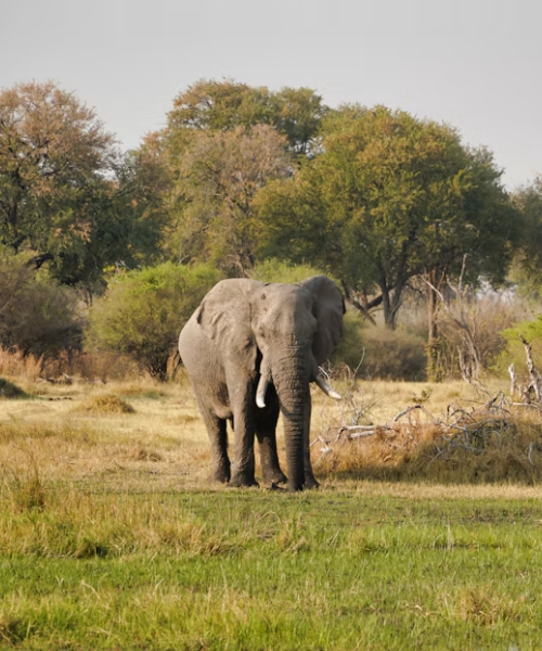 4 Day Amboseli and Tsavo Wildlife Safari