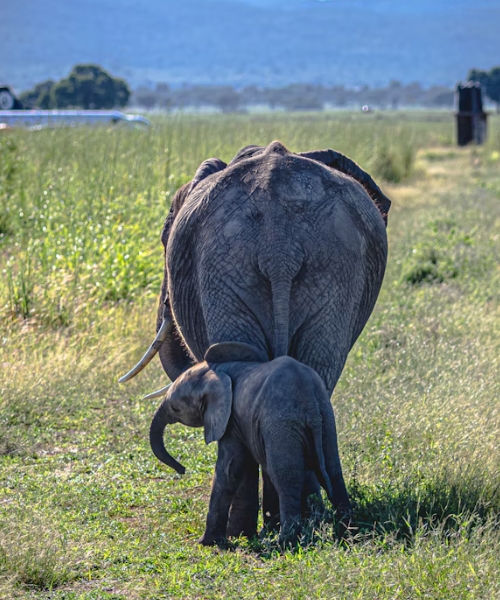 4 Day Big Five Tanzania Wildlife Safari