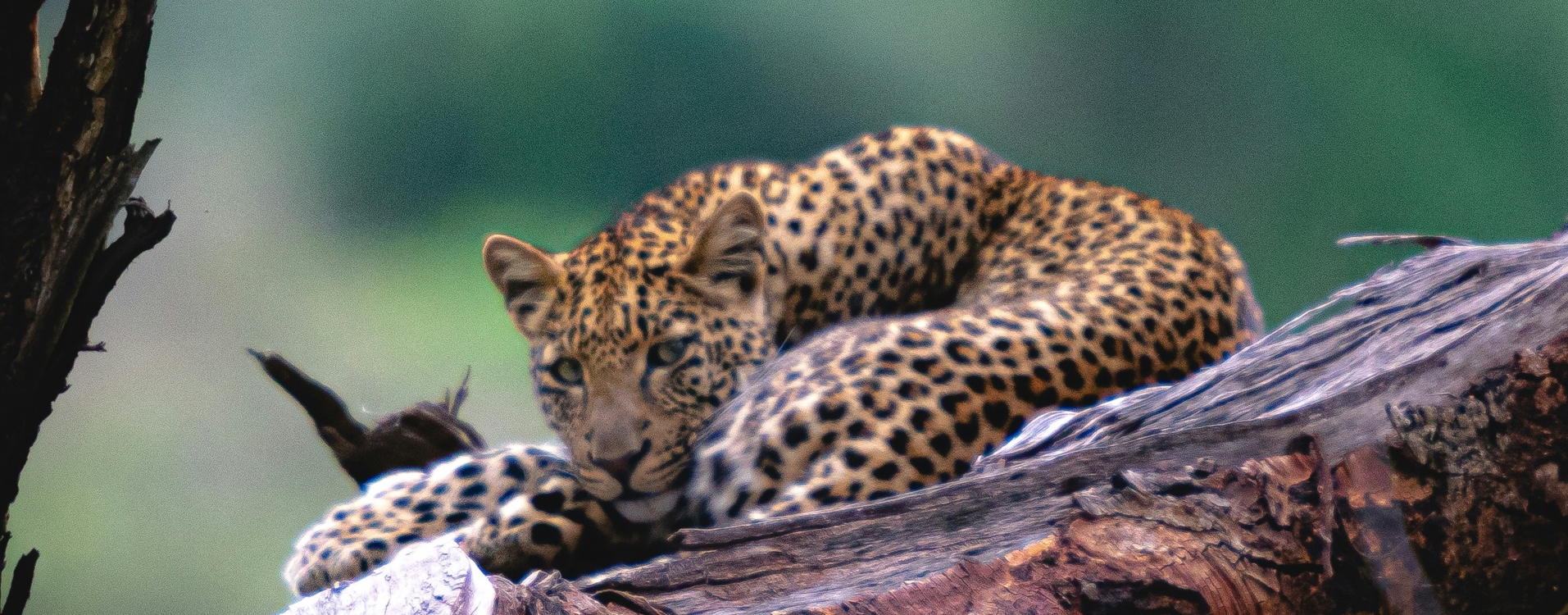 4 Day Big Five Tanzania Wildlife Safari