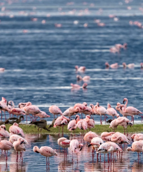 Discover Tanzania’s Greatest Wildlife Wonders in One Unforgettable Safari
