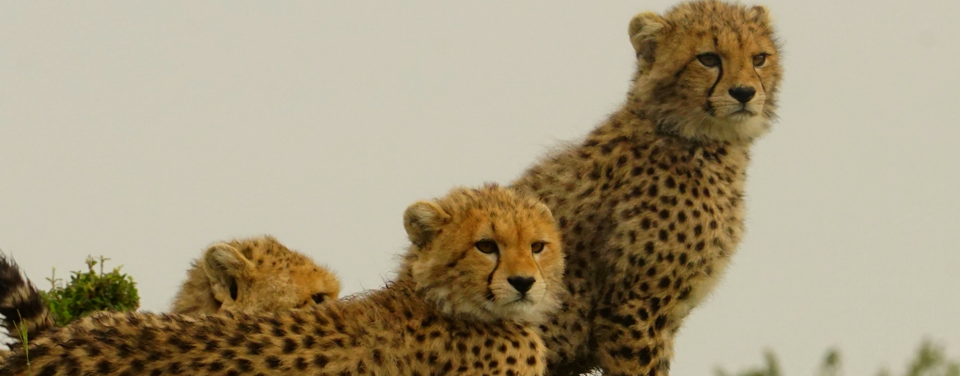 6-Day Kenya Wildlife and Masai Mara Experience