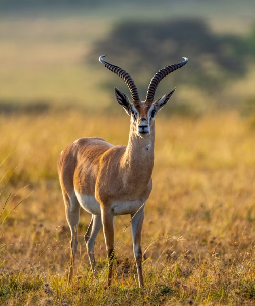 6-Day Kenya Wildlife and Masai Mara Experience