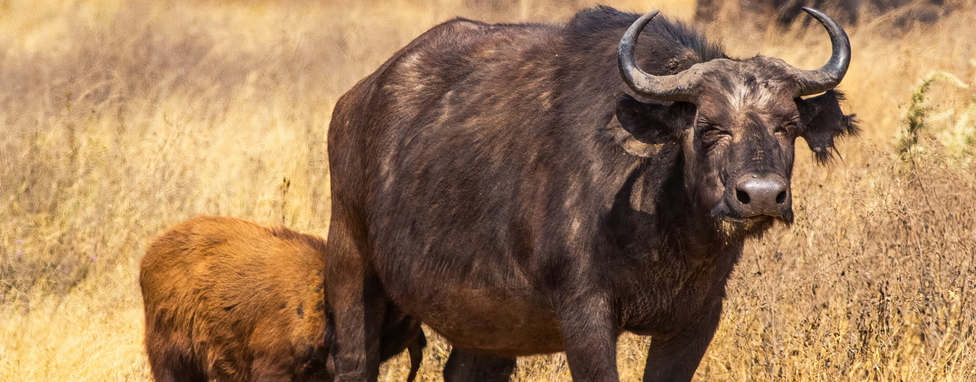 6-Day Tanzania Luxury Big Five Wildlife Adventure