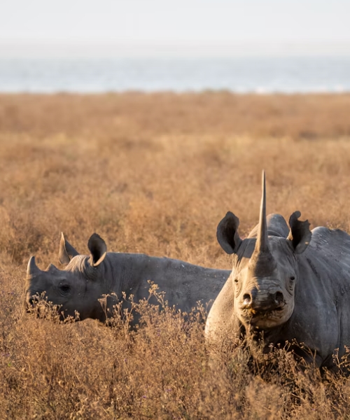 Experience the Wild in Luxury, Where Every Moment Becomes an Unforgettable African Adventure