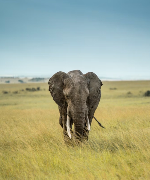 7-Day Luxury Kenya Wildlife Safari Holiday