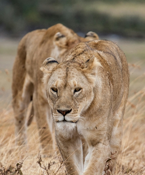 7-Day Tanzania’s Tarangire, Serengeti, Ngorongoro, and Lake Manyara Wildlife Safari