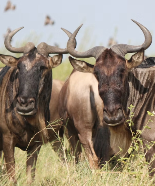 7-Day Serengeti National Park, Ngorongoro and Lake Manyara Wildlife Safari